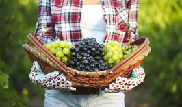 Праздник сбора винограда в Грузии - РТВЕЛИ-519772300