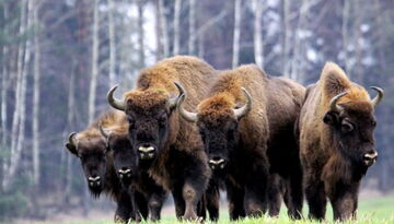 Брест—Пуща-1560605804