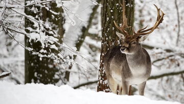 Новогодняя Беловежская пуща-177309928