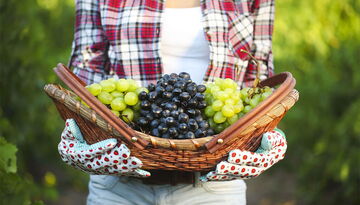 Праздник сбора винограда в Грузии - РТВЕЛИ-519772300