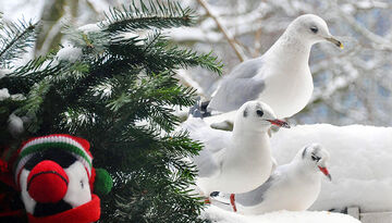 Новый год на Нарочи в оздоровительном комплексе &quot;Чайка&quot; (3 дня)-1508851102