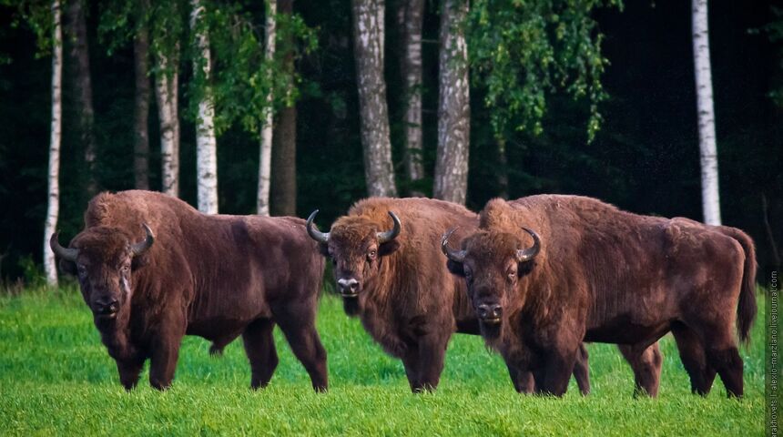 Беловежская пуща беларусь фото